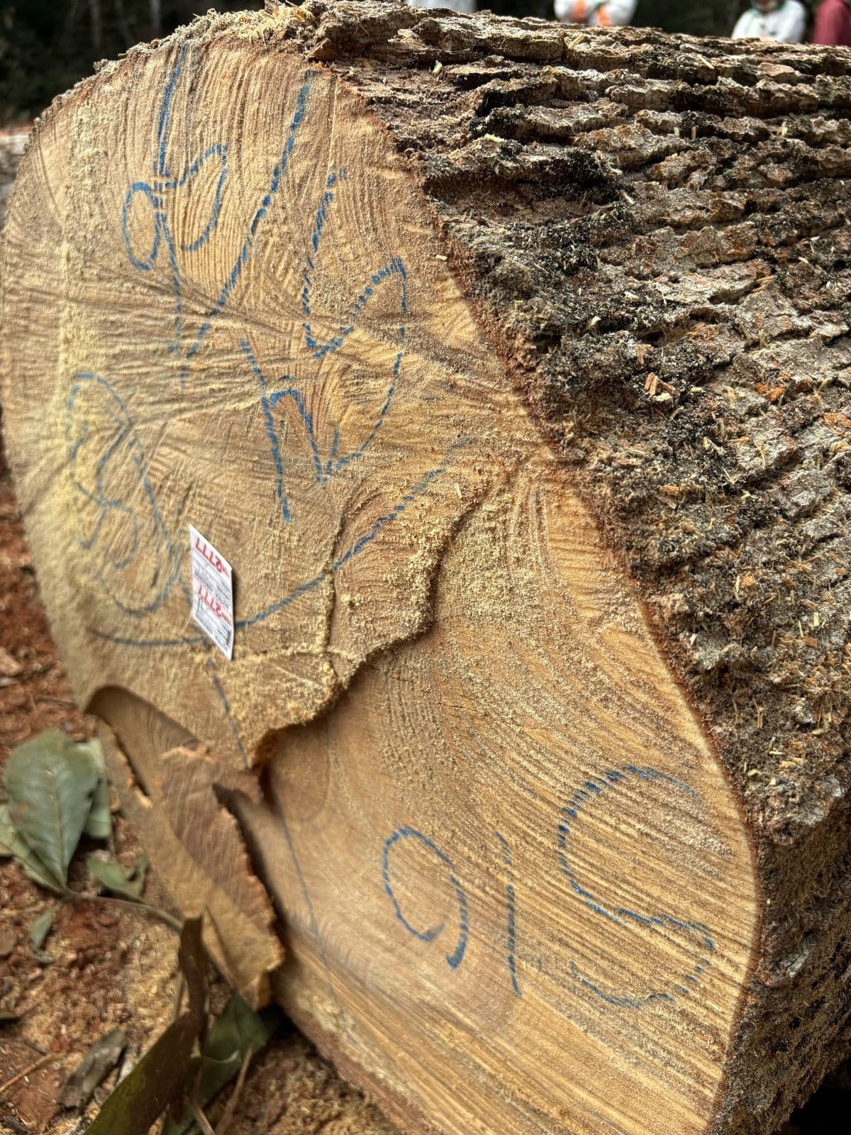 Harvested hardwood log marked with an identification tag for traceability