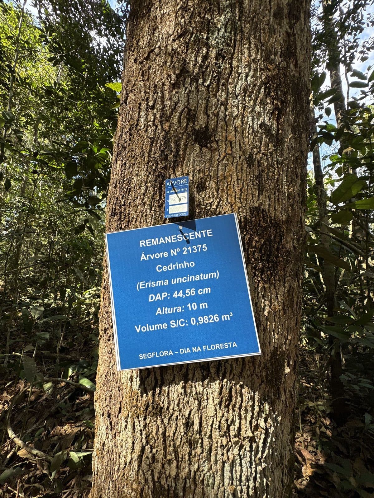 Protected remnant trees