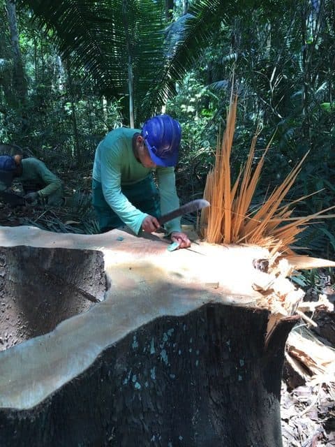 Marine Box partner harvesting timber in the South American rainforest under responsible sourcing standards